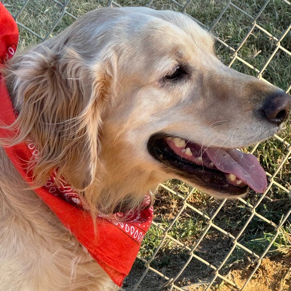 Meet your Posher, Juno - Picture 1 of 1